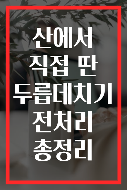 산에서 직접 딴 두릅데치기 전처리 총정리
